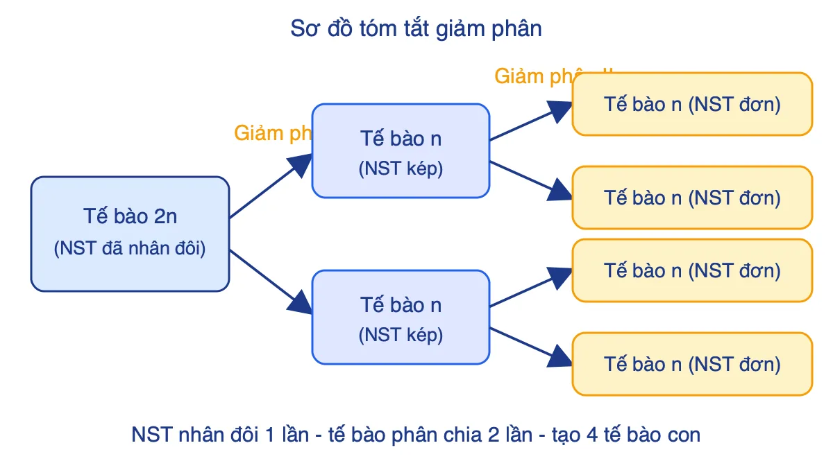 Sơ đồ giảm phân: một tế bào 2n qua giảm phân I và II tạo bốn tế bào n