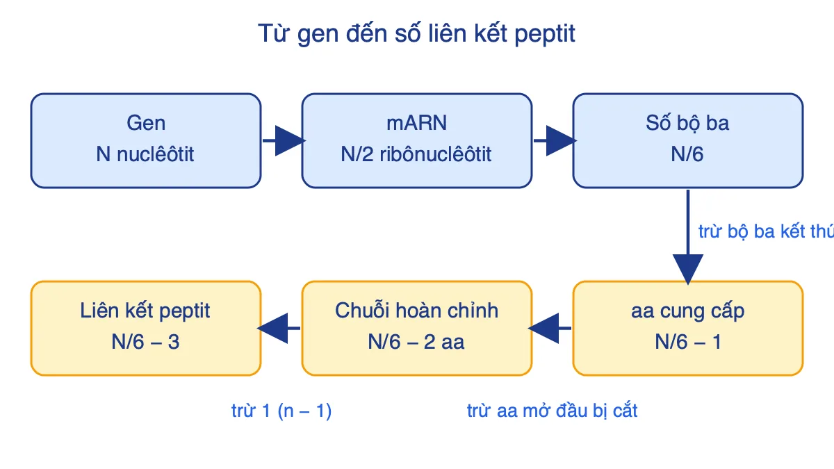 Sơ đồ các bước tính từ số nuclêôtit của gen đến số liên kết peptit