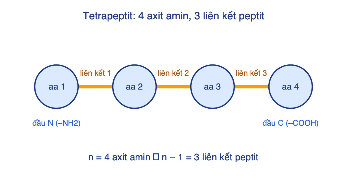 Chuỗi 4 axit amin nối với nhau bằng 3 liên kết peptit