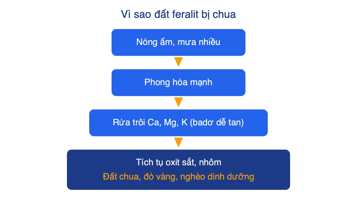 Sơ đồ các bước hình thành tính chua của đất feralit