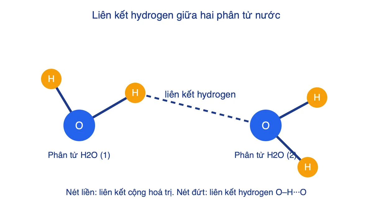 Sơ đồ liên kết hydrogen giữa hai phân tử nước, nét đứt nối H của phân tử này với O của phân tử kia