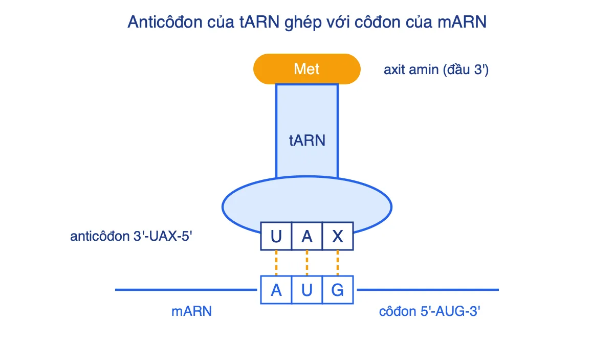 Sơ đồ tARN mang axit amin Met, anticôđon 3'-UAX-5' ghép bổ sung với côđon 5'-AUG-3' trên mARN