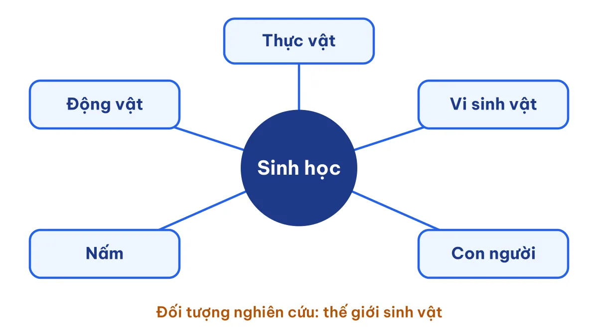 Sơ đồ tư duy đối tượng nghiên cứu của sinh học gồm thực vật, động vật, vi sinh vật, nấm và con người