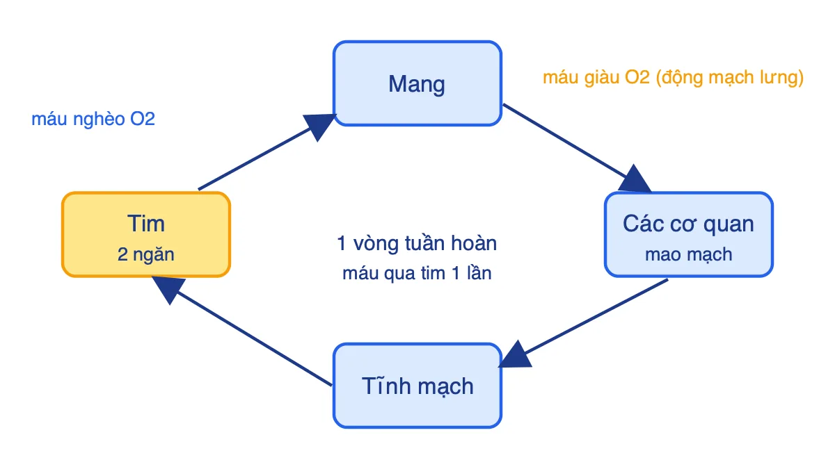 Sơ đồ tuần hoàn đơn của cá: tim, mang, các cơ quan, tĩnh mạch, quay về tim