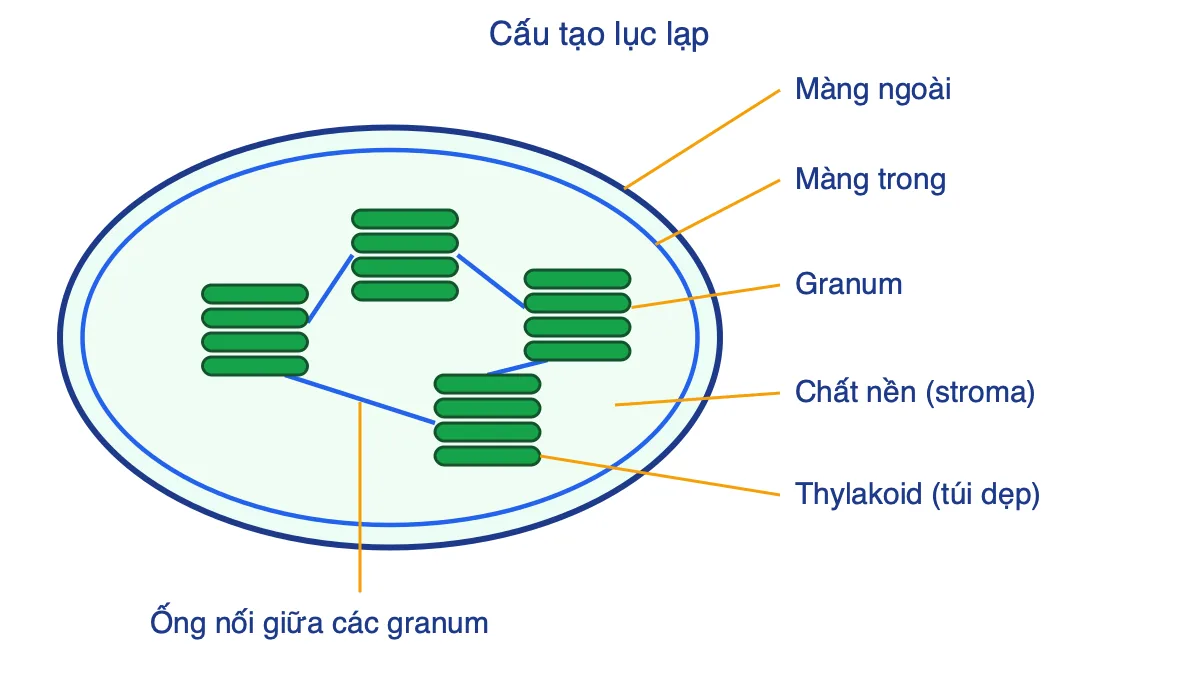Sơ đồ cấu tạo lục lạp gồm màng ngoài, màng trong, chất nền, granum, thylakoid và ống nối