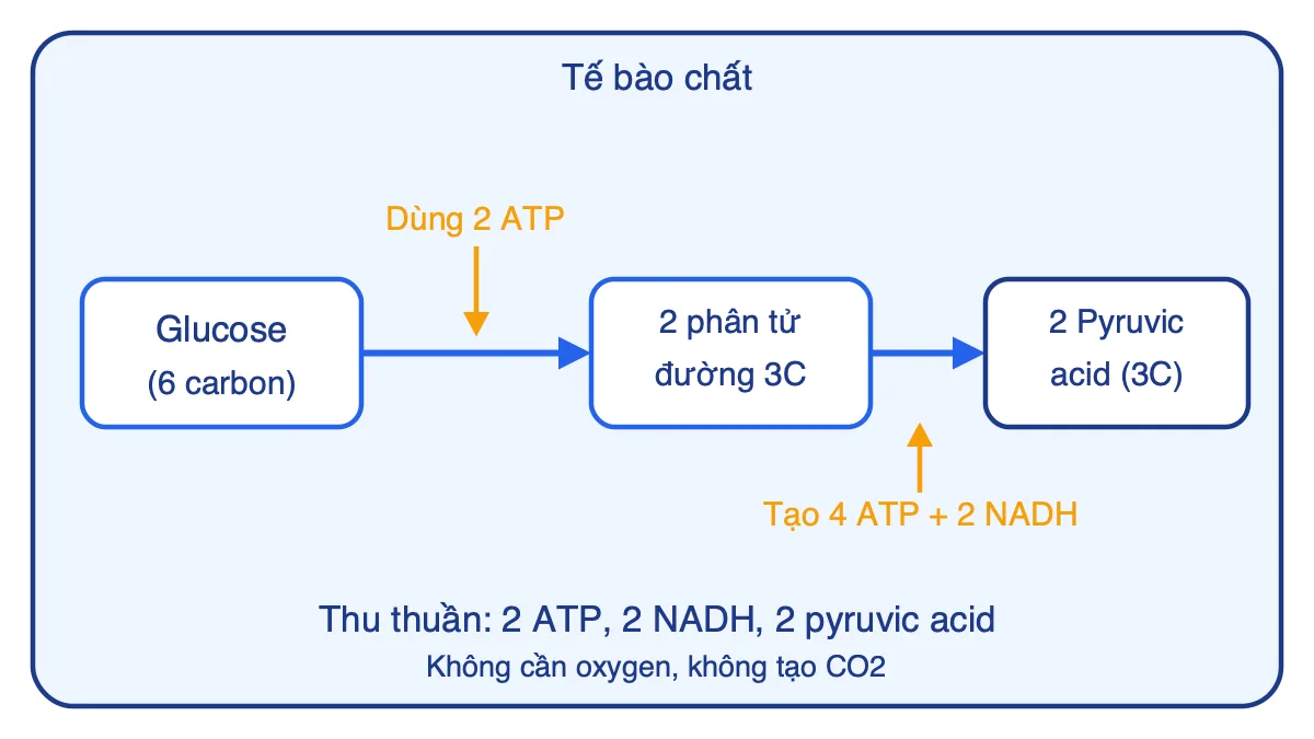Sơ đồ đường phân trong tế bào chất: glucose thành 2 pyruvic acid, 2 ATP thu thuần và 2 NADH