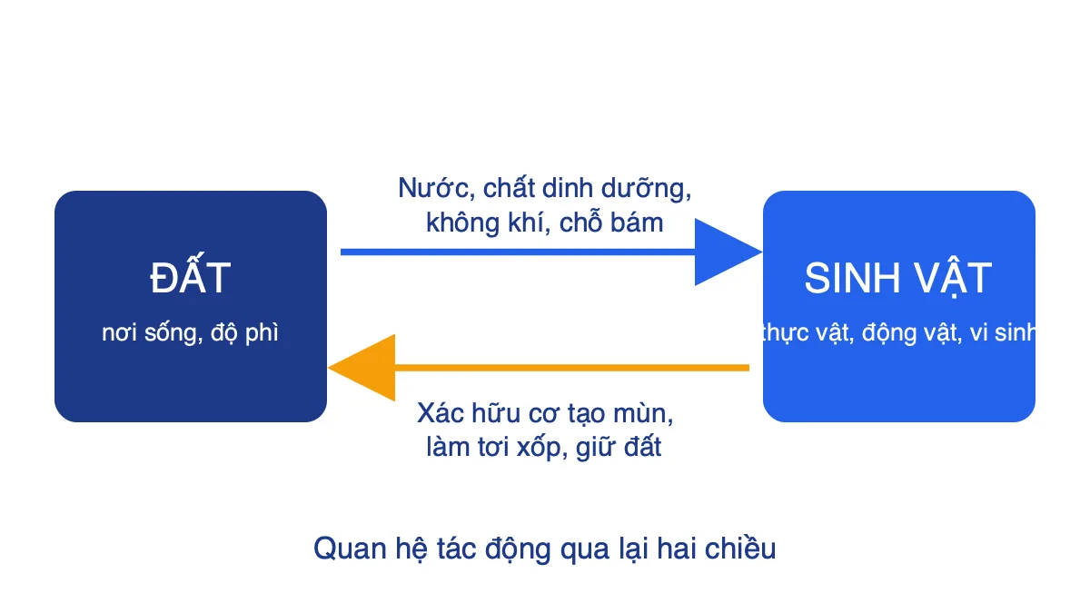 Sơ đồ hai chiều giữa đất và sinh vật: đất cung cấp nước, dinh dưỡng; sinh vật trả lại mùn và bảo vệ đất
