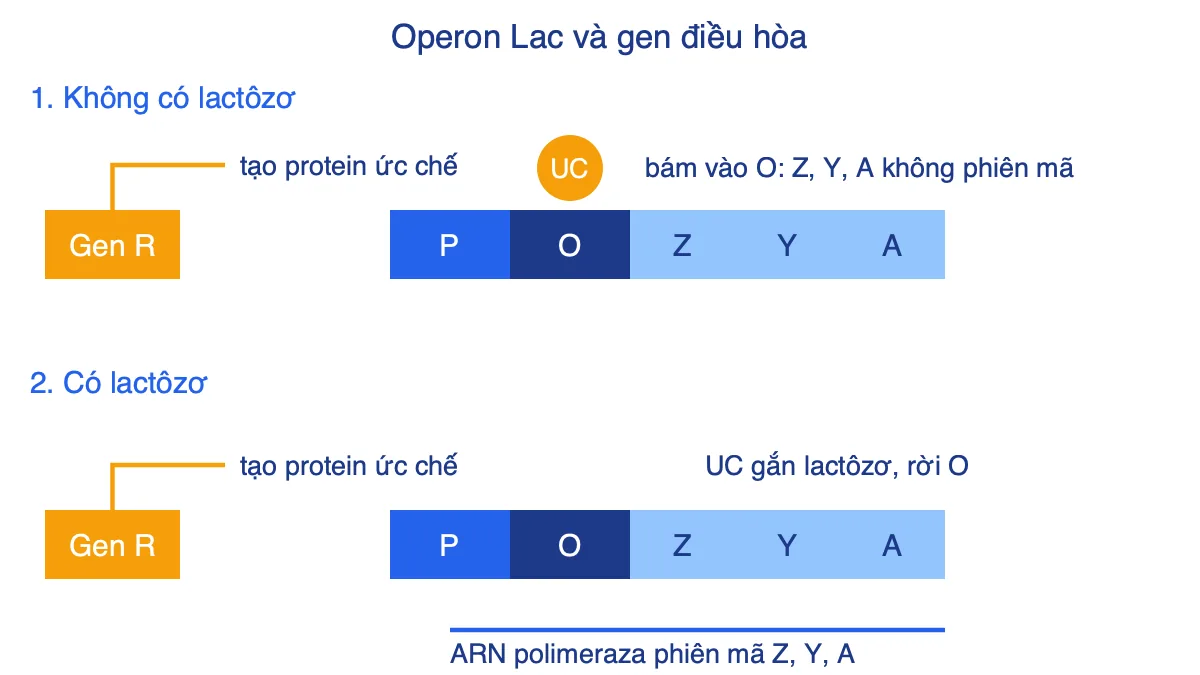 Sơ đồ operon Lac ở hai trạng thái: không có lactôzơ và có lactôzơ