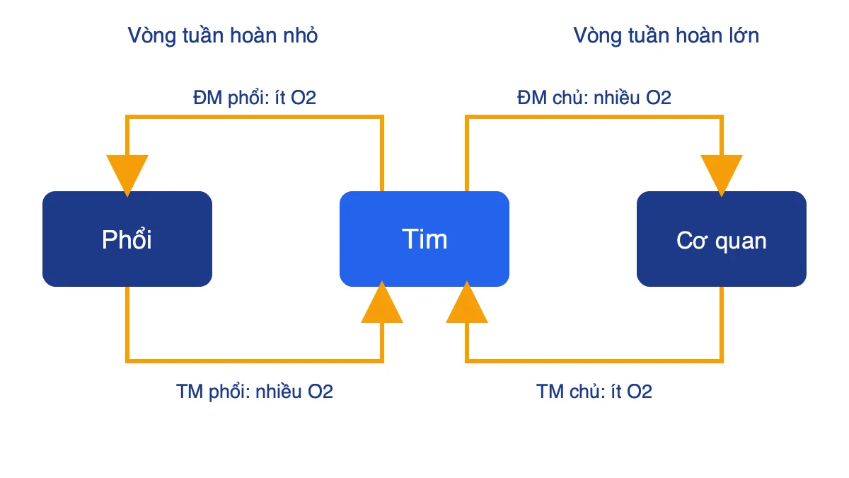 Sơ đồ hai vòng tuần hoàn của người: vòng nhỏ qua phổi và vòng lớn qua các cơ quan
