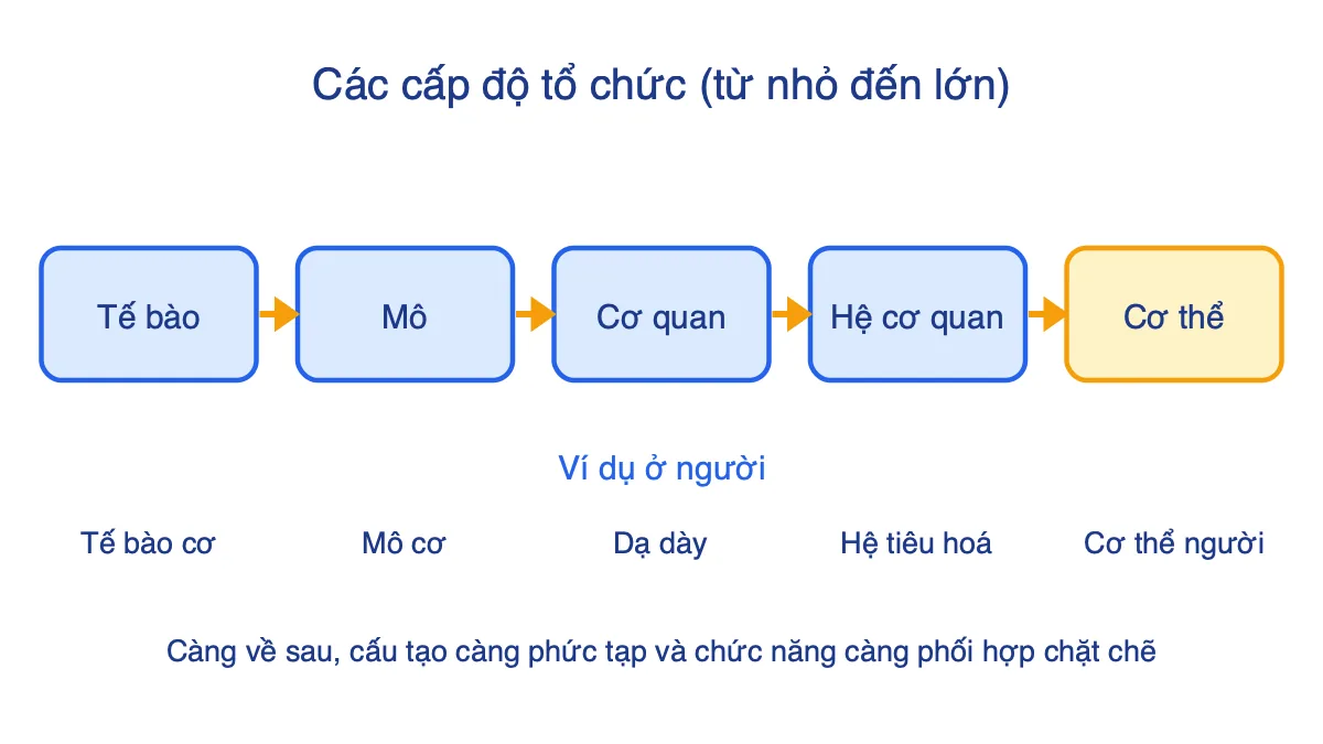 Sơ đồ năm cấp độ tổ chức trong cơ thể đa bào từ tế bào đến cơ thể kèm ví dụ ở người
