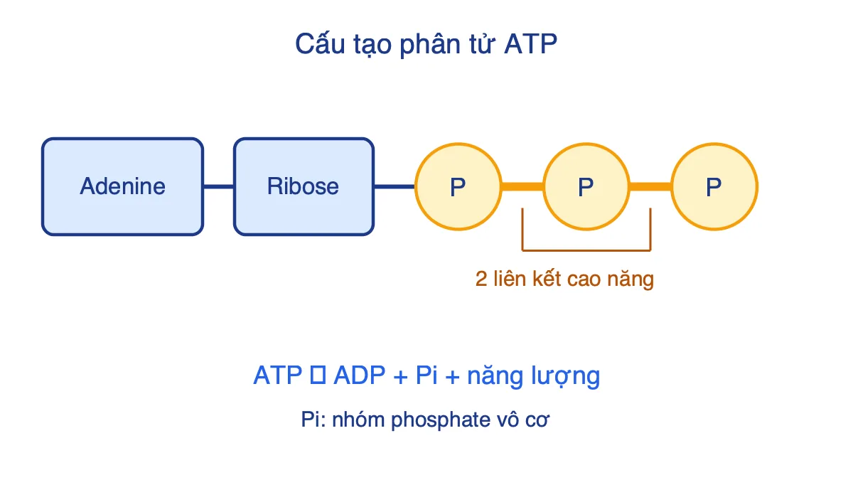 Sơ đồ cấu tạo ATP gồm adenine, ribose và ba nhóm phosphate