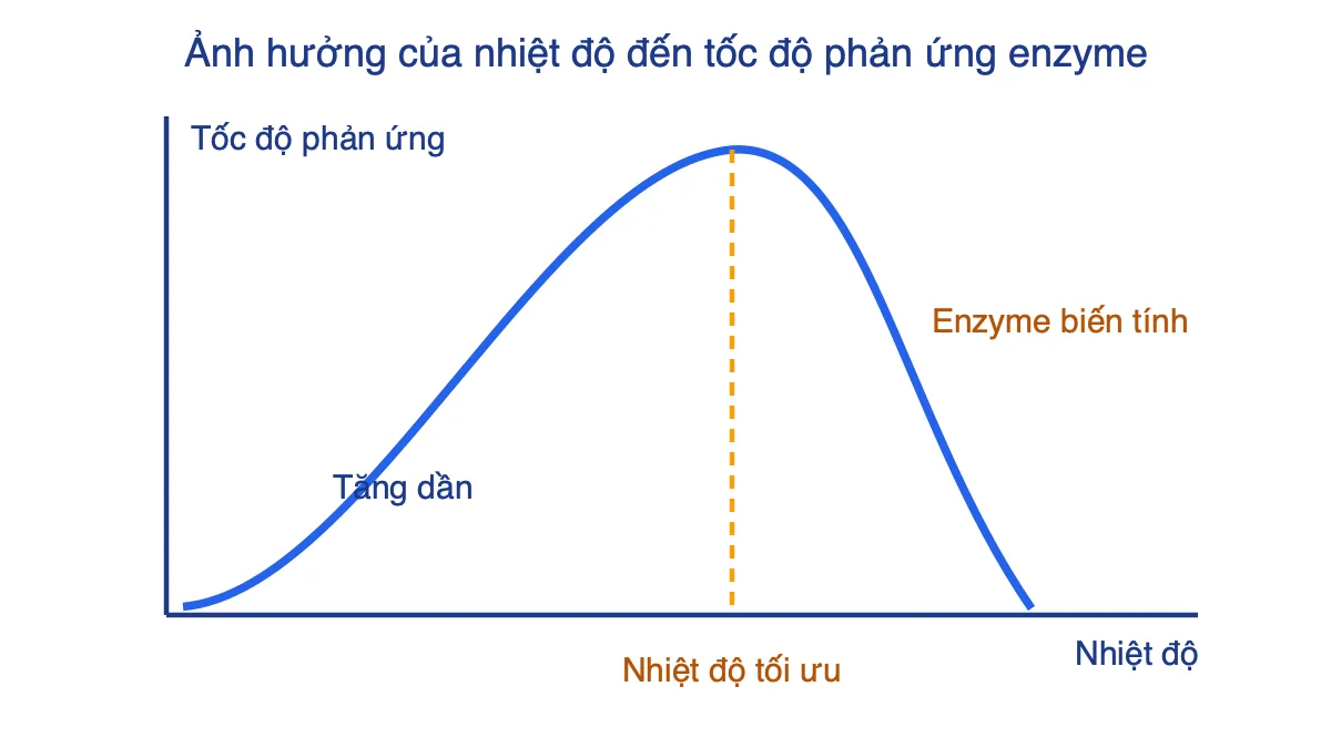 Đồ thị tốc độ phản ứng enzyme theo nhiệt độ có đỉnh ở nhiệt độ tối ưu