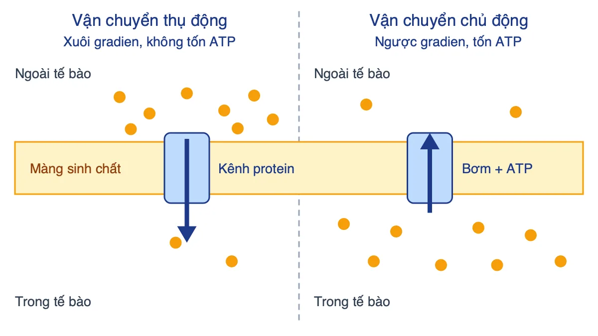 So sánh vận chuyển thụ động qua kênh protein và vận chuyển chủ động qua bơm cần ATP