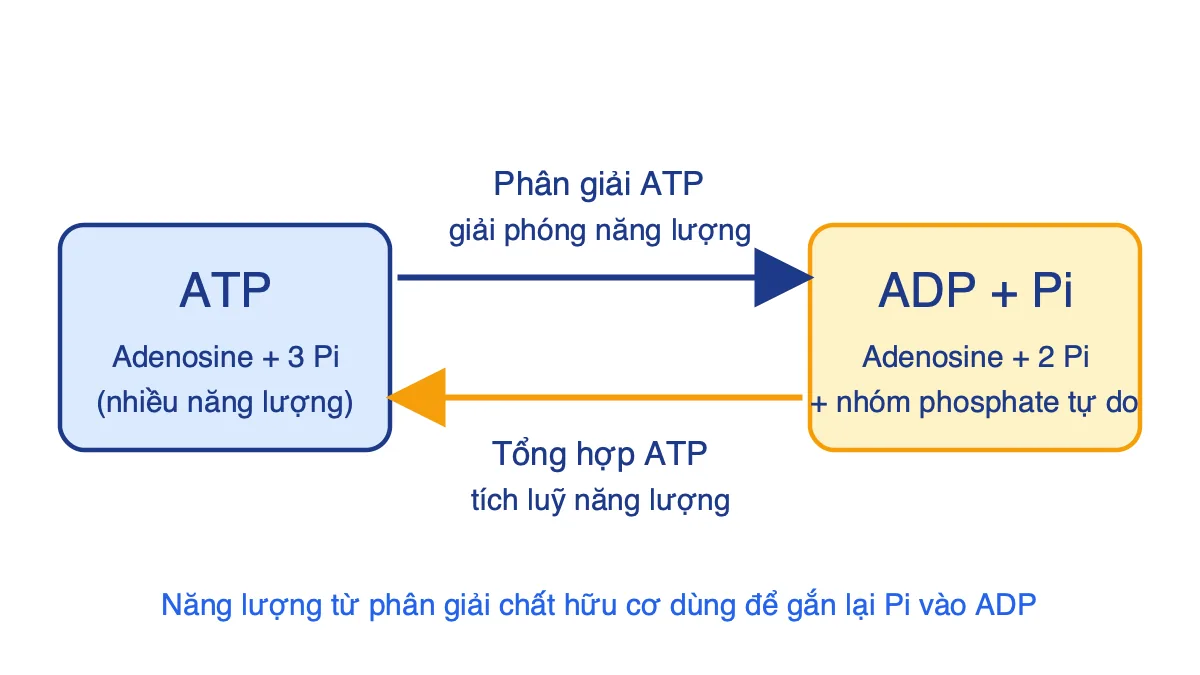 Sơ đồ chu trình ATP và ADP cộng Pi, thể hiện phân giải ATP giải phóng năng lượng và tổng hợp ATP tích luỹ năng lượng