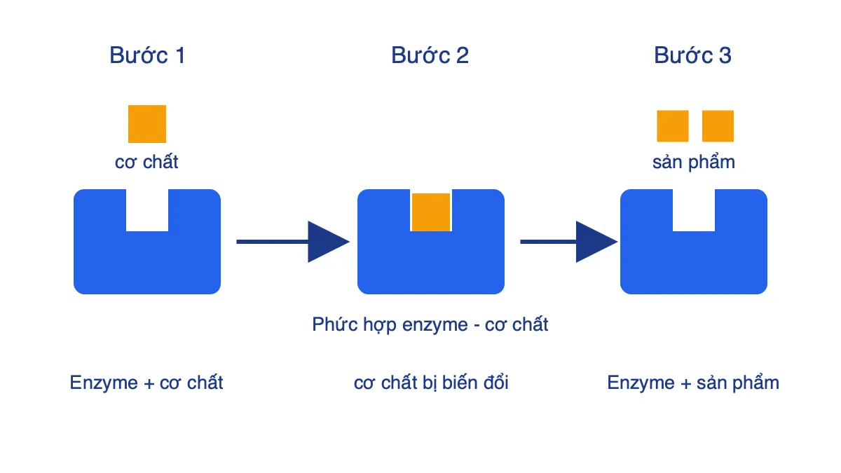 Ba bước cơ chế xúc tác của enzyme: enzyme và cơ chất, phức hợp enzyme - cơ chất, enzyme và sản phẩm