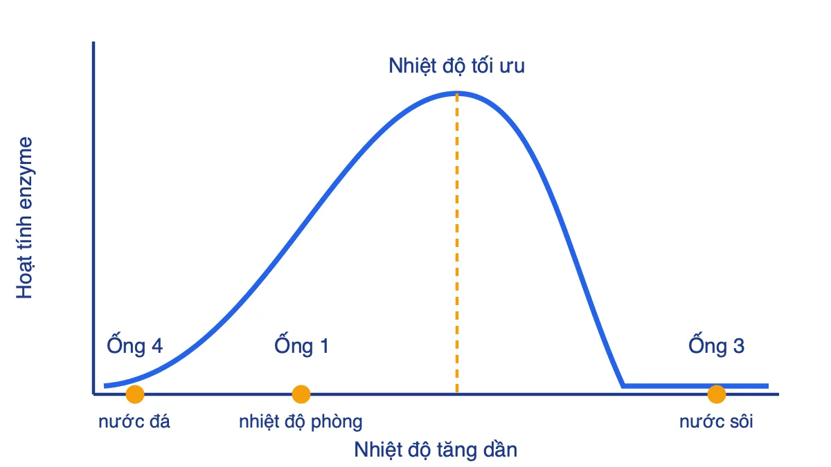 Đồ thị hoạt tính enzyme theo nhiệt độ với vị trí các ống nghiệm 1, 3, 4