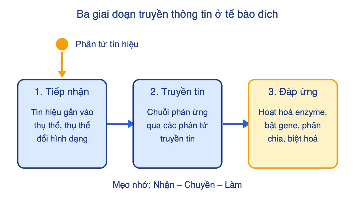 Sơ đồ ba giai đoạn truyền thông tin ở tế bào đích: tiếp nhận, truyền tin, đáp ứng