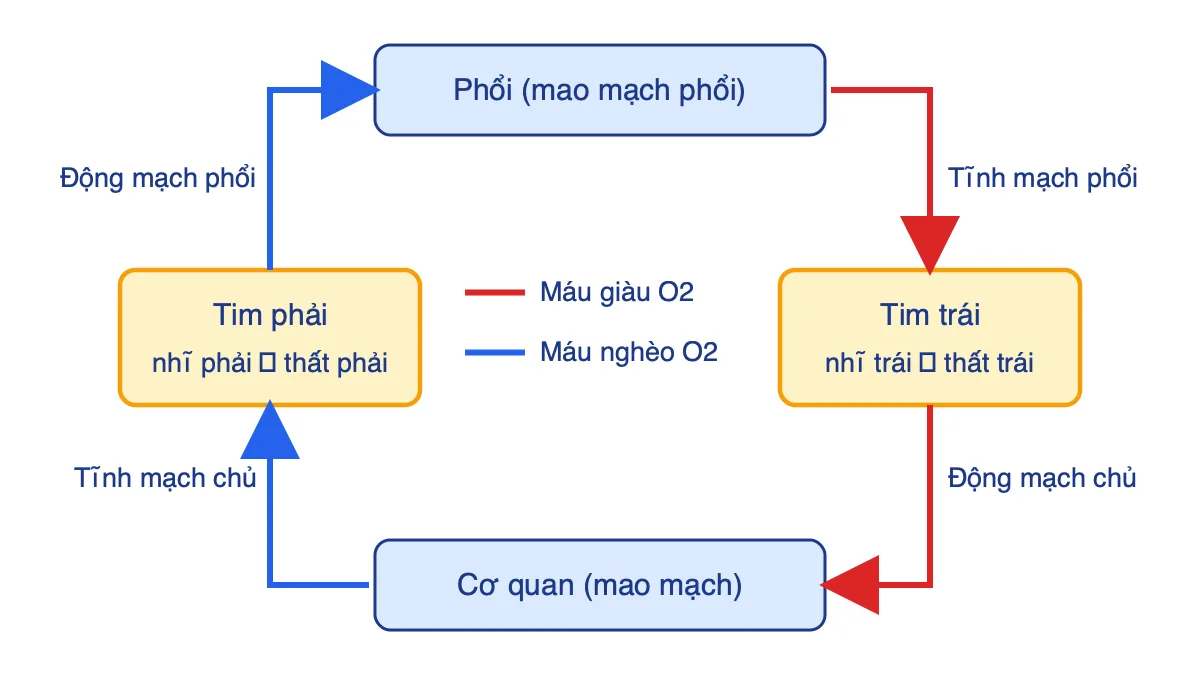 Sơ đồ rút gọn hệ tuần hoàn kép ở thú gồm vòng tuần hoàn phổi và vòng tuần hoàn hệ thống