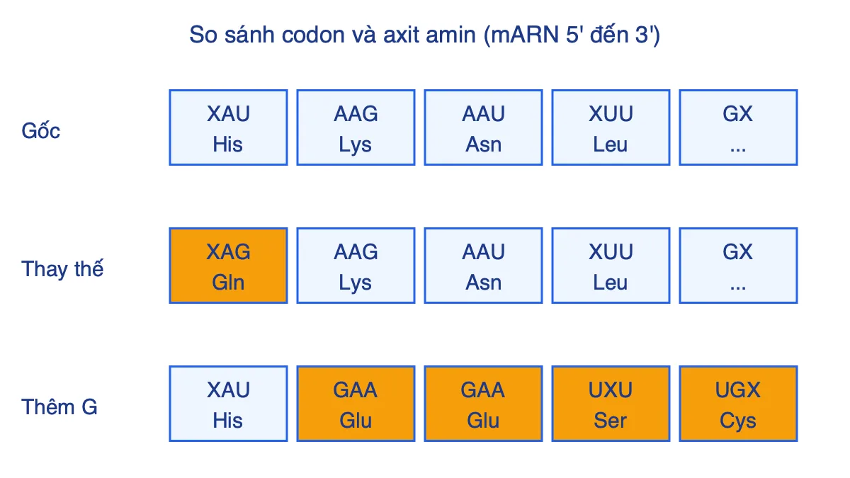 So sánh codon và axit amin của mARN gốc, đột biến thay thế và đột biến thêm nucleotide G