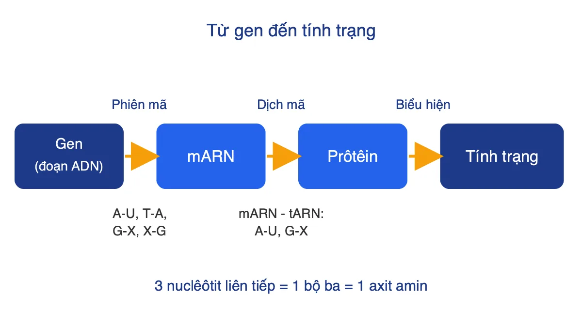 Sơ đồ Gen → mARN → Prôtêin → Tính trạng với các quá trình phiên mã và dịch mã