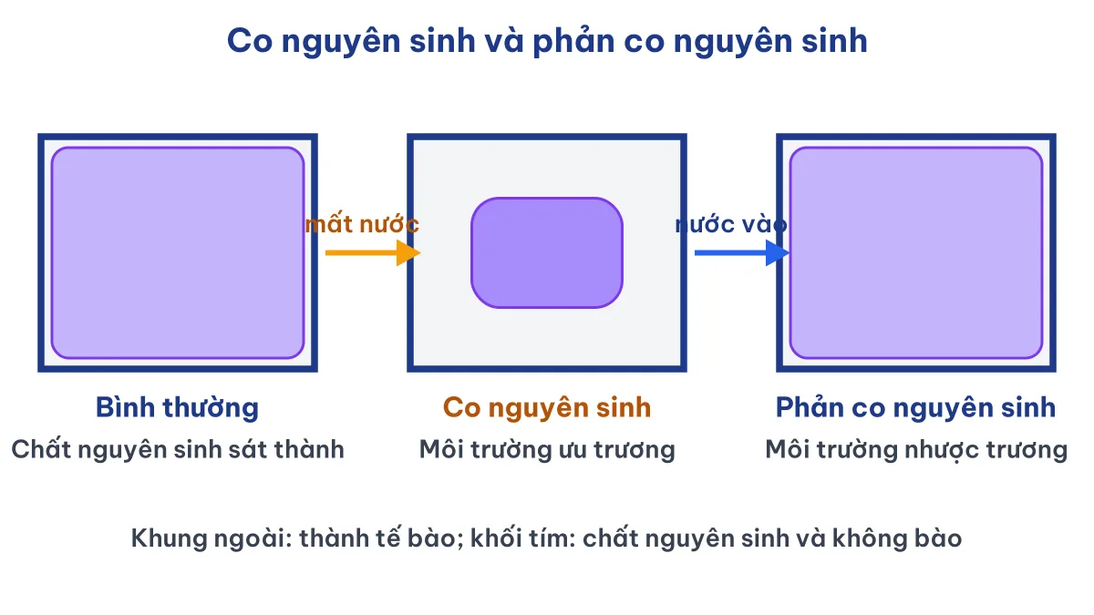 Sơ đồ co nguyên sinh và phản co nguyên sinh ở tế bào thực vật