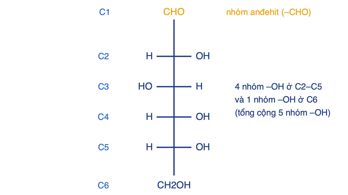 Công thức Fisher của D-glucozơ dạng mạch hở, đánh số C1 đến C6