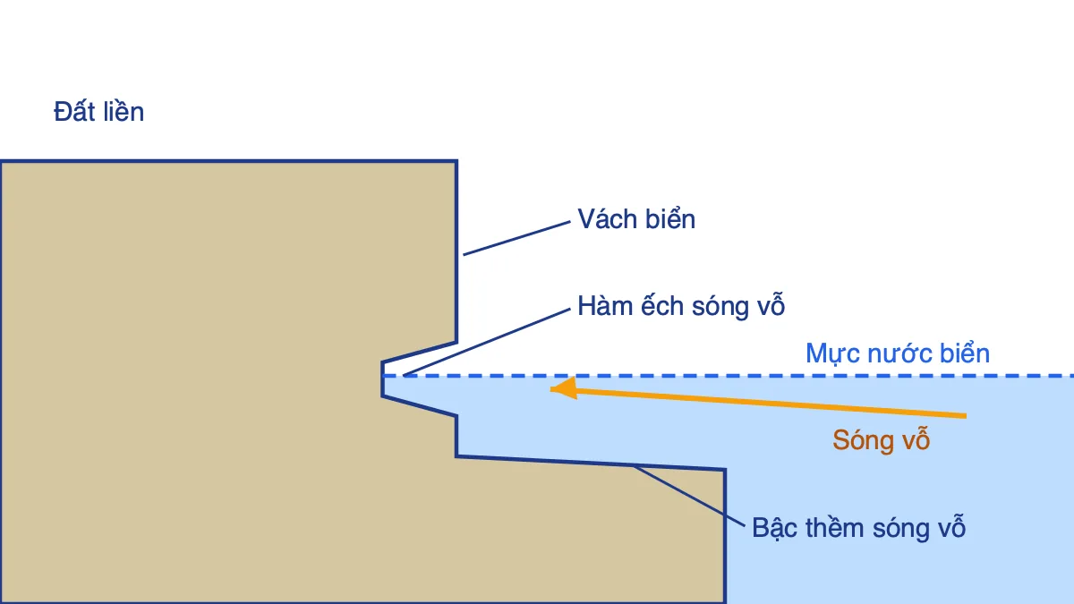 Mặt cắt bờ biển bị sóng mài mòn gồm vách biển, hàm ếch sóng vỗ và bậc thềm sóng vỗ
