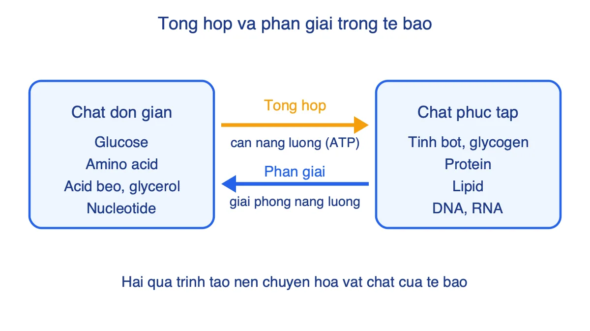 Sơ đồ tổng hợp từ chất đơn giản thành chất phức tạp cần ATP và phân giải giải phóng năng lượng