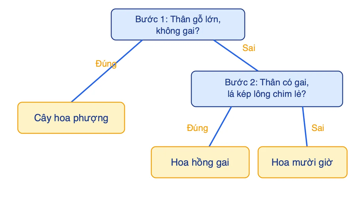 Sơ đồ khóa lưỡng phân cho cây hoa phượng, hoa hồng gai và hoa mười giờ