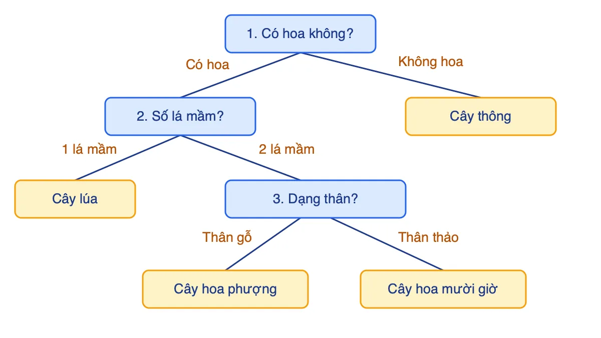 Sơ đồ khóa lưỡng phân cho cây thông, cây lúa, cây hoa phượng và cây hoa mười giờ