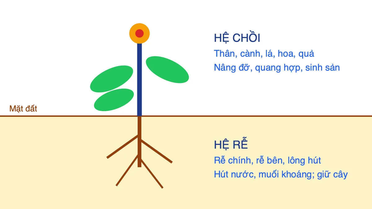 Sơ đồ cơ thể thực vật gồm hệ chồi phía trên mặt đất và hệ rễ phía dưới đất