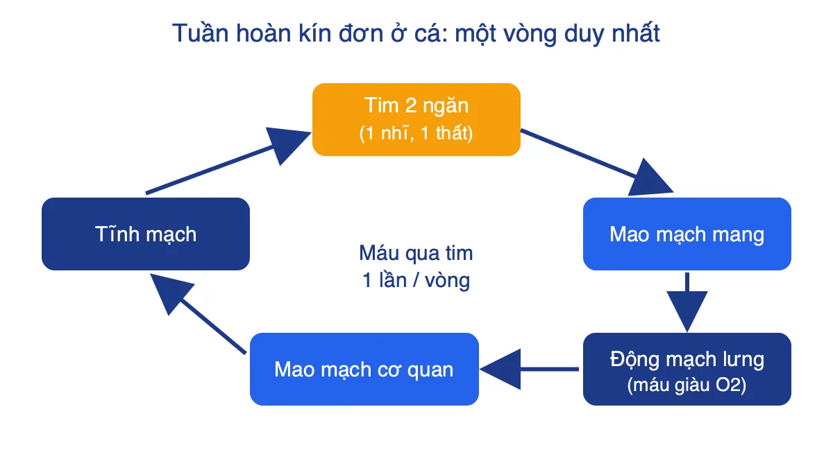 Sơ đồ vòng tuần hoàn đơn ở cá: tim, mao mạch mang, động mạch lưng, mao mạch cơ quan, tĩnh mạch rồi về tim
