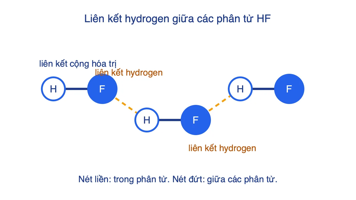 Sơ đồ ba phân tử HF nối với nhau bằng liên kết hydrogen nét đứt