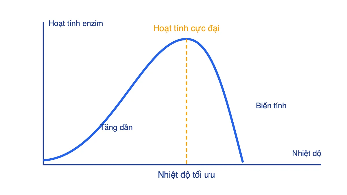 Đồ thị hoạt tính enzim theo nhiệt độ, có đỉnh tại nhiệt độ tối ưu
