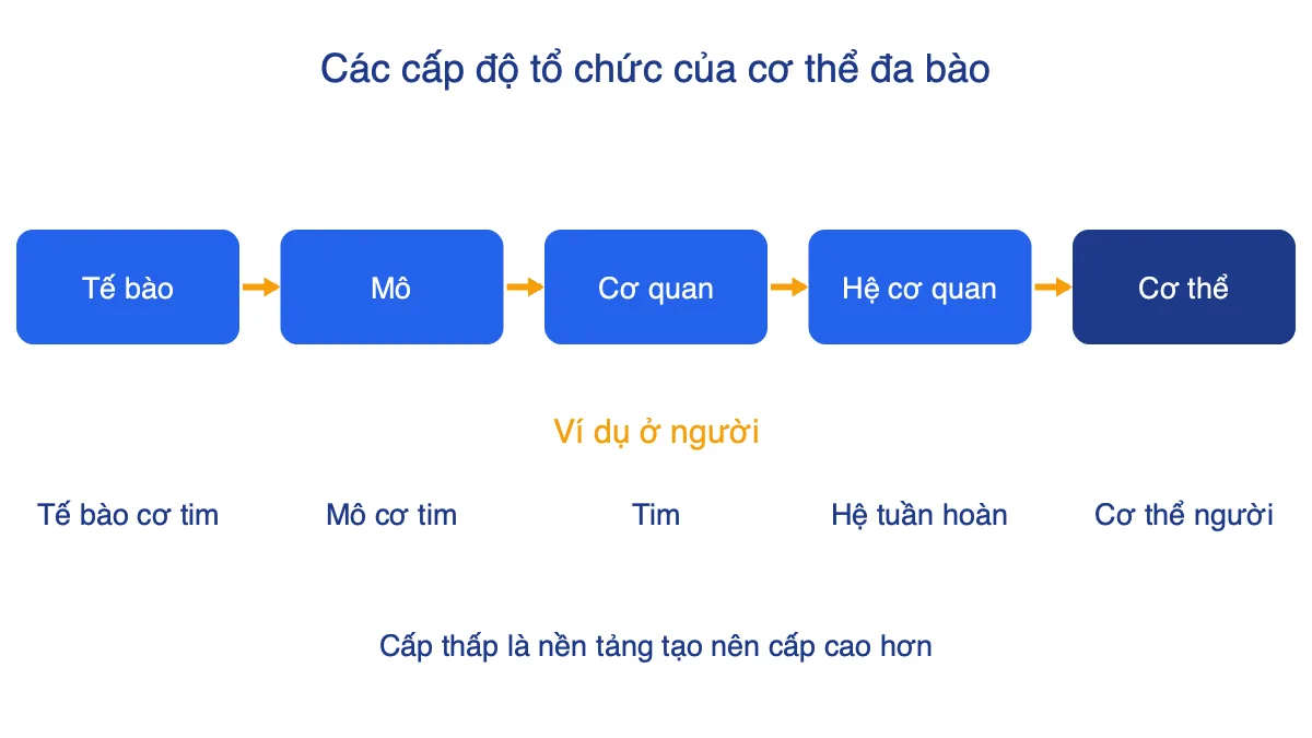 Sơ đồ năm cấp độ tổ chức của cơ thể đa bào từ tế bào đến cơ thể, kèm ví dụ ở người