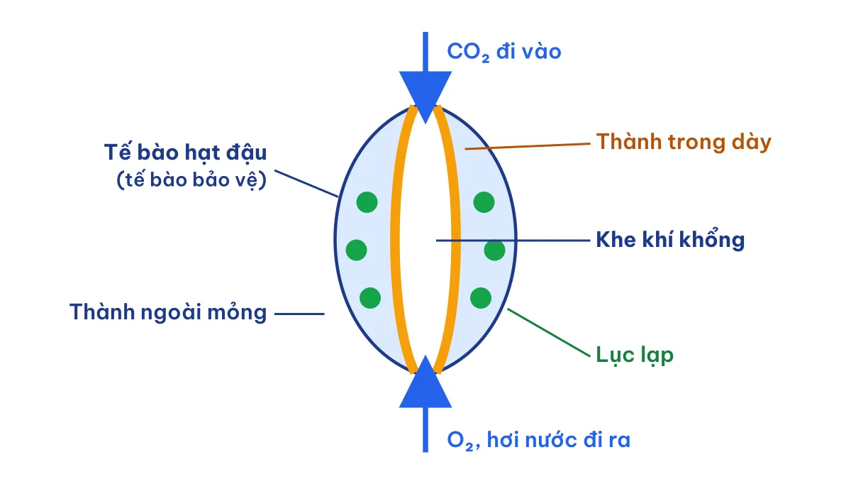 Sơ đồ cấu tạo khí khổng với hai tế bào hạt đậu và khe khí khổng