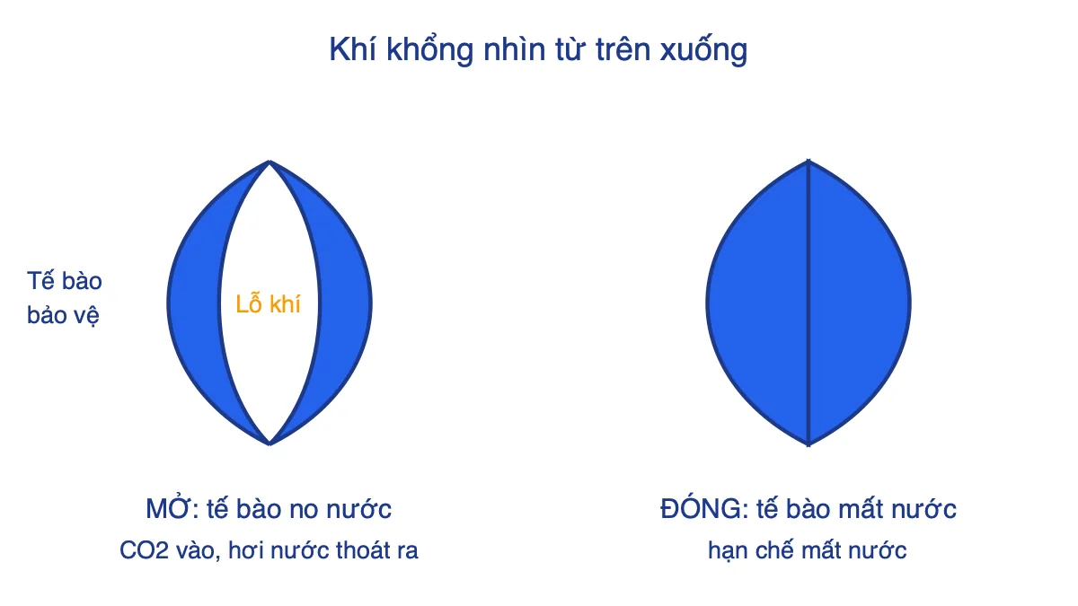 Sơ đồ khí khổng ở trạng thái mở và đóng, có hai tế bào bảo vệ hình hạt đậu