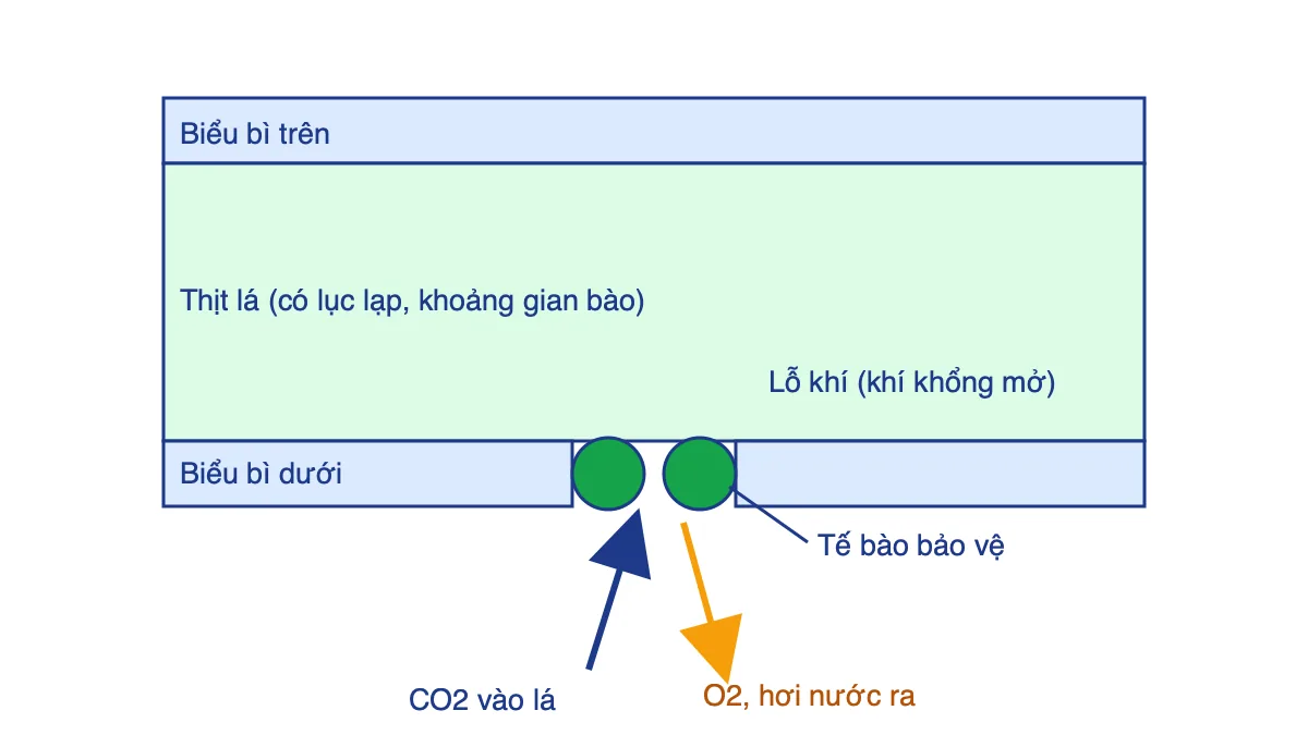 Sơ đồ mặt cắt lá với khí khổng mở, CO2 đi vào, O2 và hơi nước đi ra