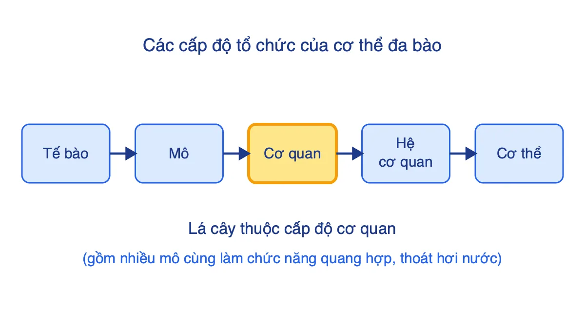 Sơ đồ năm cấp độ tổ chức: tế bào, mô, cơ quan, hệ cơ quan, cơ thể, trong đó cơ quan được tô nổi bật