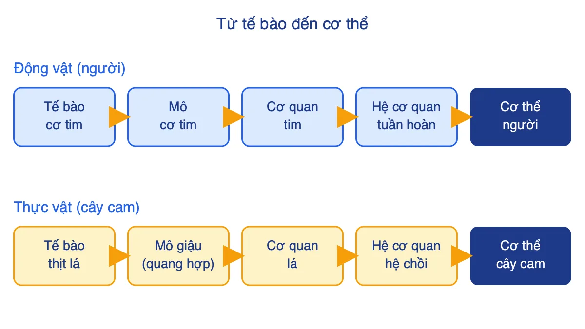Sơ đồ các cấp tổ chức từ tế bào đến cơ thể ở người và cây cam