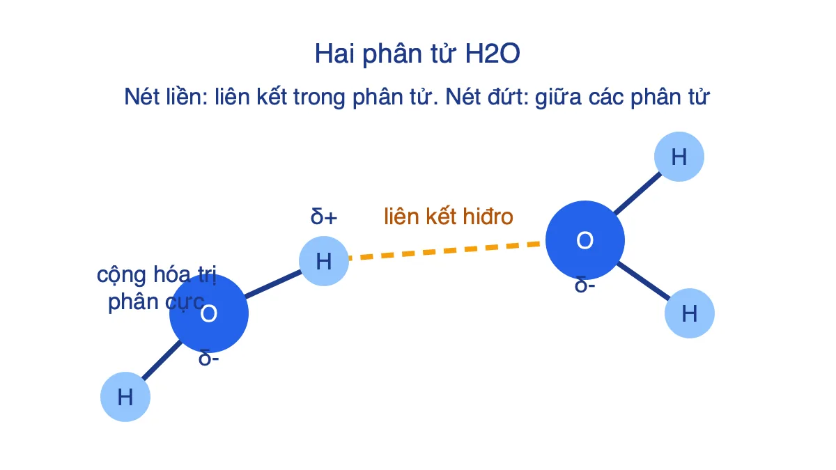 Sơ đồ hai phân tử nước, nét liền là liên kết cộng hóa trị O–H, nét đứt là liên kết hiđro giữa H của phân tử này và O của phân tử kia