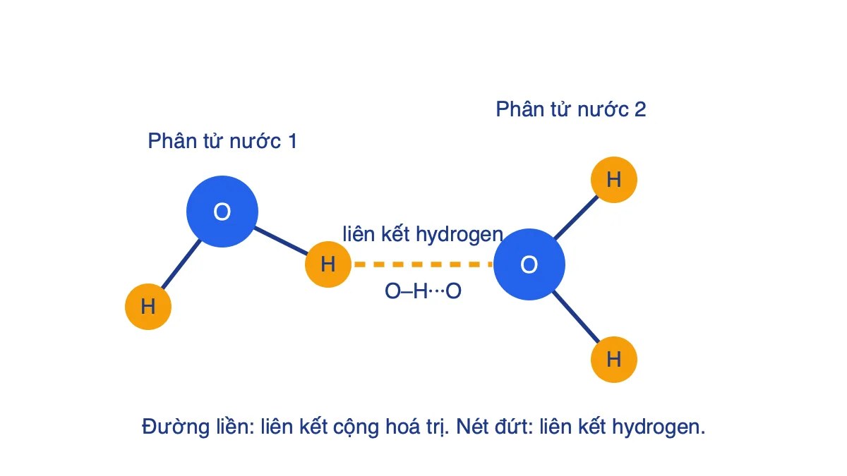 Sơ đồ hai phân tử nước liên kết với nhau: nguyên tử H của phân tử thứ nhất hút nguyên tử O của phân tử thứ hai bằng liên kết hydrogen nét đứt