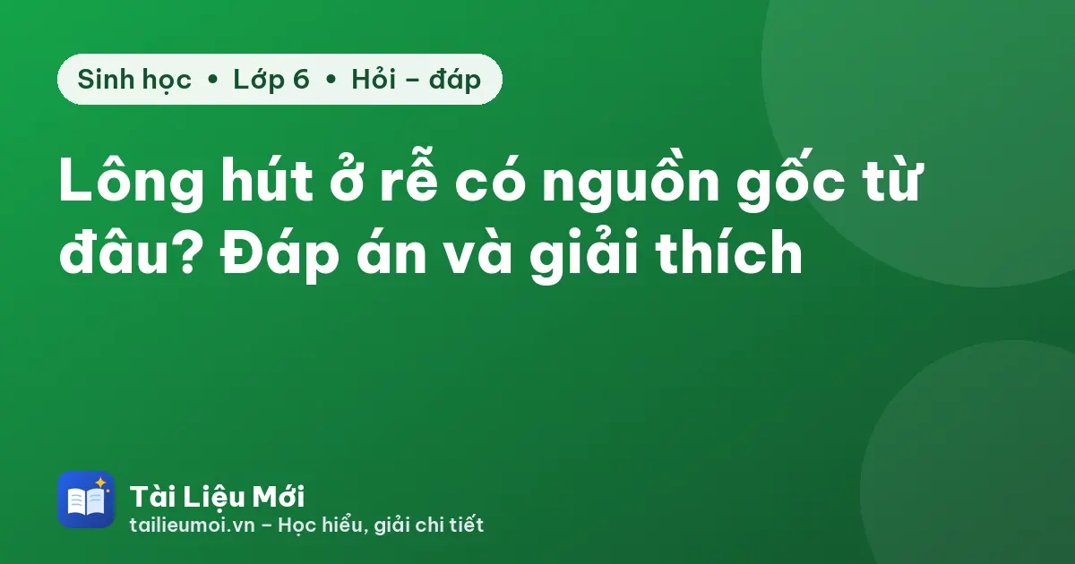 Lông hút ở rễ có nguồn gốc từ đâu? Đáp án và giải thích