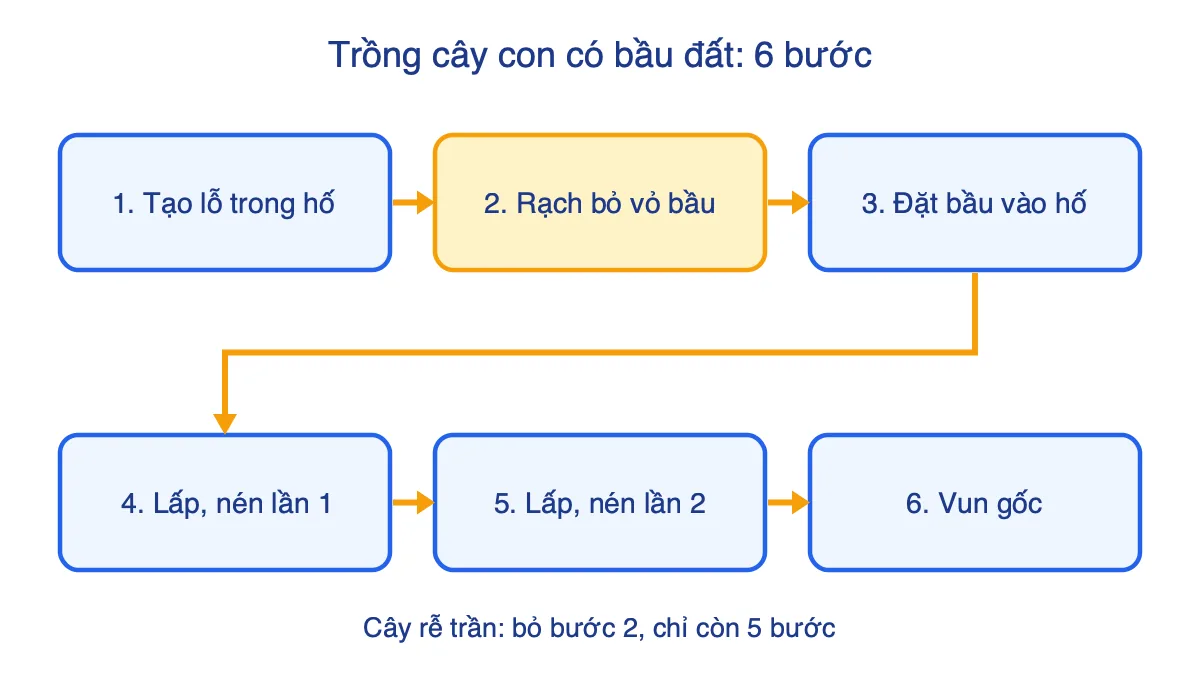 Sơ đồ 6 bước trồng rừng bằng cây con có bầu đất