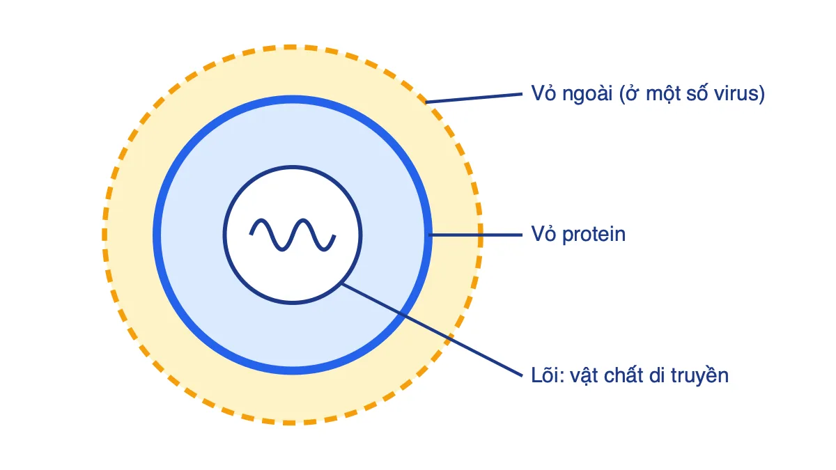 Sơ đồ cấu tạo virus gồm vỏ ngoài, vỏ protein và lõi chứa vật chất di truyền