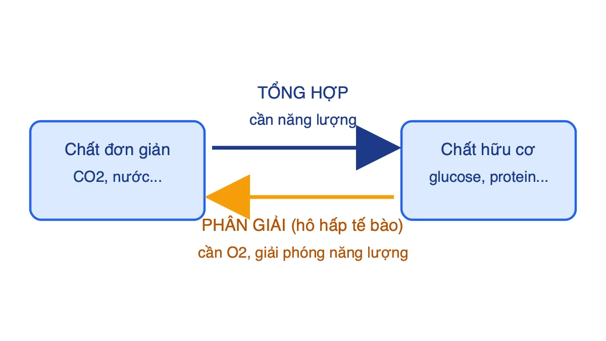 Sơ đồ mối quan hệ hai chiều giữa tổng hợp và phân giải chất hữu cơ ở tế bào