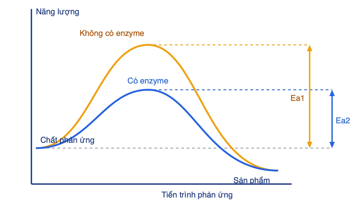 Đồ thị năng lượng hoạt hóa của phản ứng khi không có enzyme và khi có enzyme