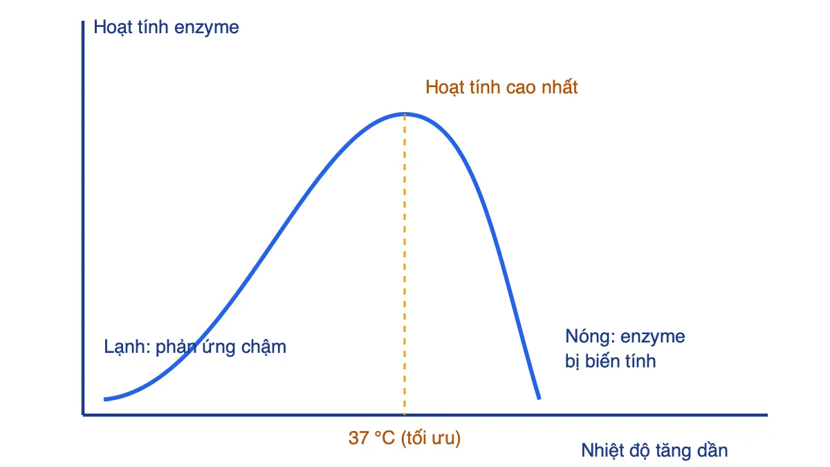 Đồ thị ảnh hưởng của nhiệt độ đến hoạt tính enzyme, đỉnh ở 37 độ C