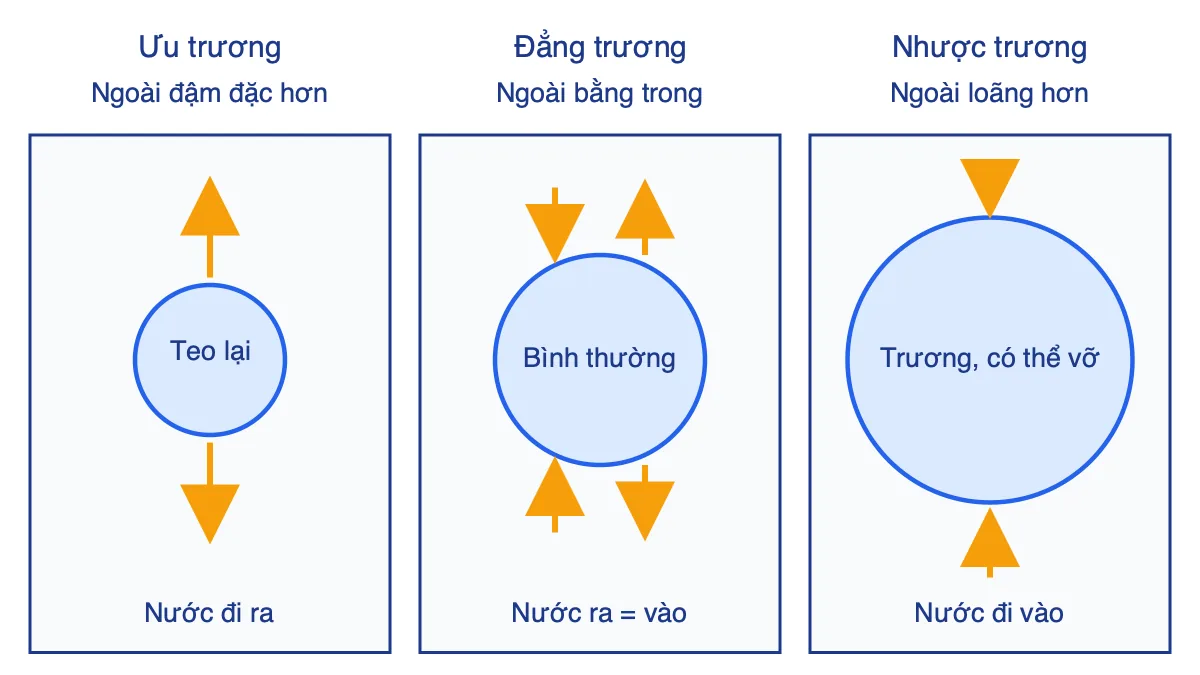 Sơ đồ tế bào động vật trong môi trường ưu trương, đẳng trương và nhược trương với hướng di chuyển của nước