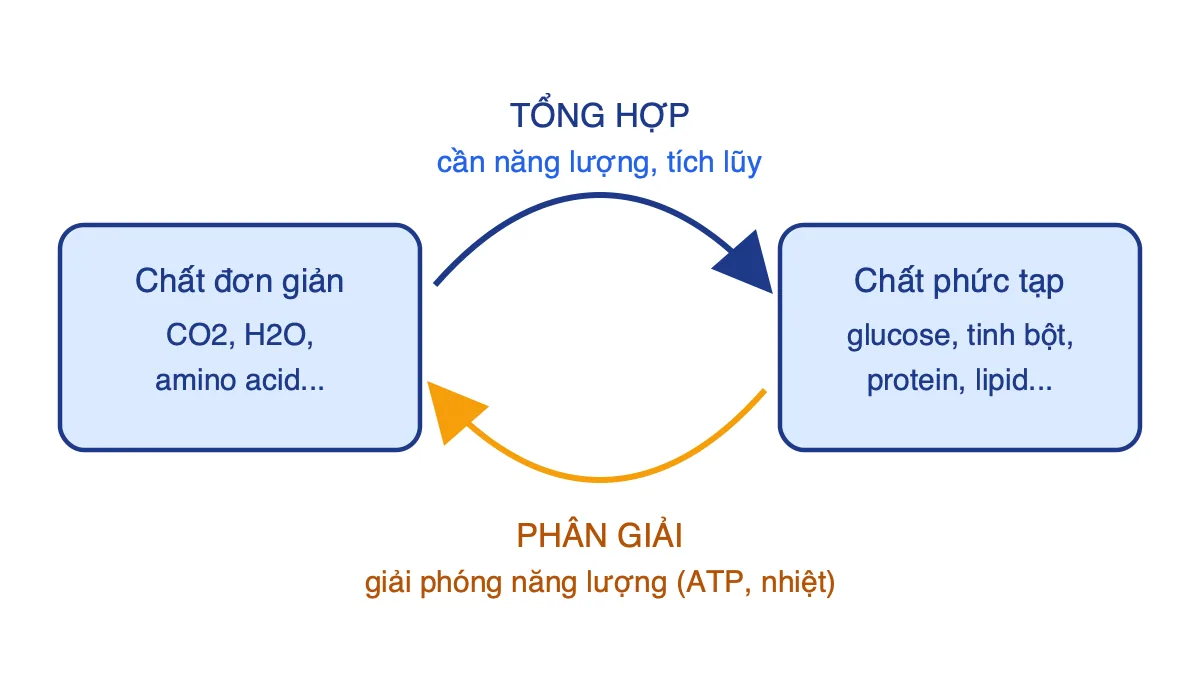 Sơ đồ mối quan hệ giữa tổng hợp và phân giải các chất trong tế bào